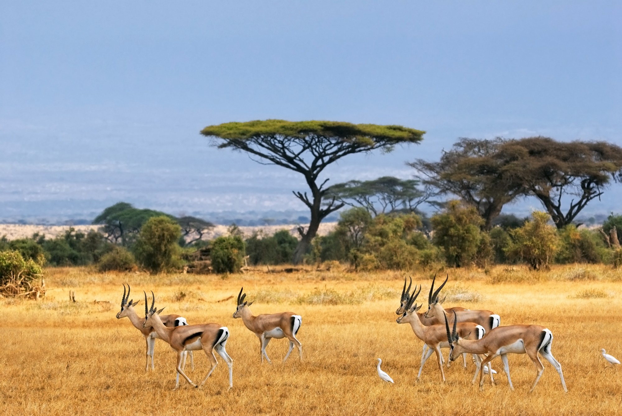 Adobe Stock_South Africa