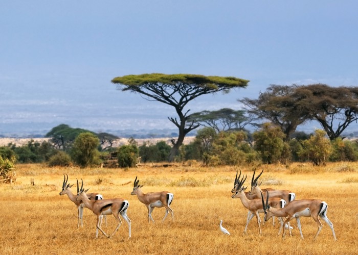 Adobe Stock_South Africa South Africa